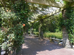 バラのアーチ(開花前) バラのアーチ(開花前)