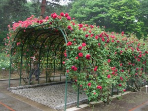 バラのアーチ② バラのアーチ②