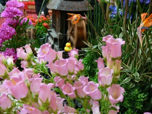 手前の花はカンパニューラ