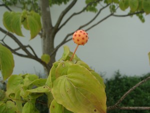 dsc005032